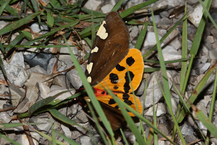 Pericallia matronula